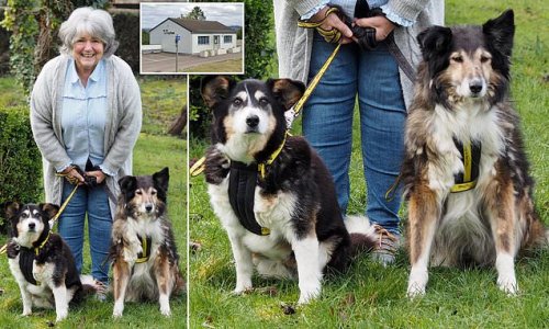 Happy ending after rescue centre's 'oldest ever' dogs with a combined age of 34 find their forever home