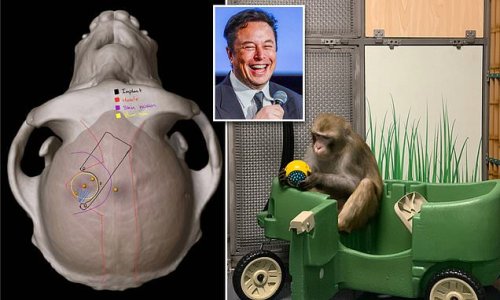 EXCLUSIVE: Elon Musk's Neuralink 'botched experiments' with monkeys - former employee tells DailyMail.com malpractice led to brain hemorrhaging, and internal lab notes show animals were kept alive while suffering