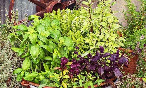 A brush with basil: Follow these simple tips, and you can grow barrowloads of basil to make your own perfect pesto, writes MONTY DON