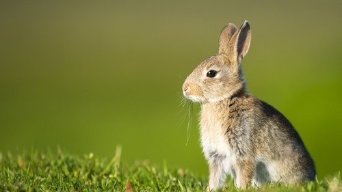 Fears for Britain's rabbits over deadly virus sweeping through Europe that kills almost every bunny it touches in a matter of hours