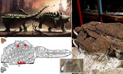 Armoured dinosaurs used their sledgehammer-like tails to fight each other over power, land and sex, study finds