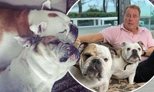 Harry Redknapp reveals his beloved pet dog Lulu has died