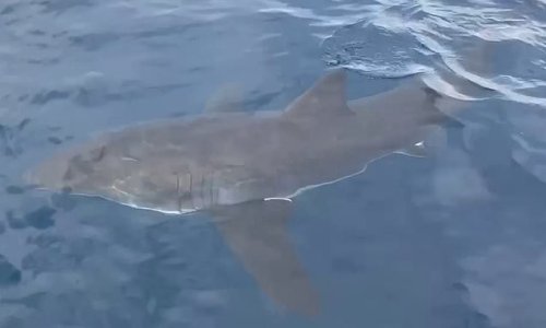 Rare great white sighting in Queensland waters as an enormous shark swims up beside fishing charter