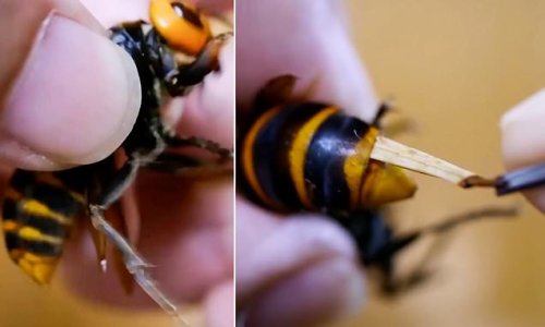 Japanese man saves giant murder hornet's life by pulling a large white parasite from its belly during DIY surgery using a pair of tweezers