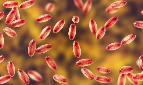 Plague confirmed in six Colorado counties leaving one girl dead