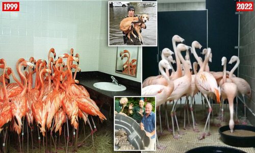 Flamingos hunker down inside bathroom of Florida botanical garden as Hurricane Ian wreaks historic havoc outside in scene reminiscent of Hurricane Floyd in 1999 -- while storks, goats, dogs and boars are taken to safety across the state