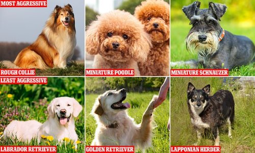 Scientists reveal most AGGRESSIVE dog breeds, with Rough Collies worst