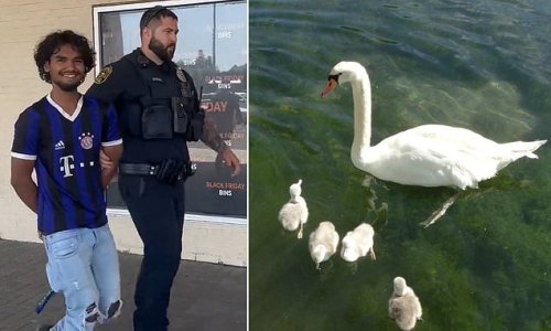 Teens, aged 16, 17 and 18, accused of brutal killing of beloved swan mom Fay in New York town and then eating the bird were REFUGEES from Myanmar
