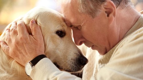 Why a dog is your BRAIN'S best friend: People over the age of 65 who own a pooch are 40% less likely...