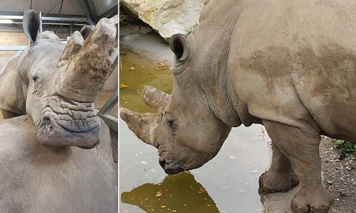 White rhinoceros Sula dies aged 36 at Winchester zoo after suffering with abdominal pain and teeth problems - sparking wave of tributes to 'larger-than-life character' from staff
