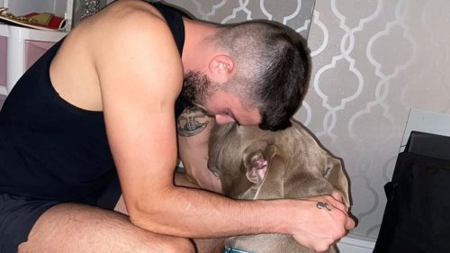 Professional boxer who owns two-year-old XL Bully called Tyson describes his pet as a 'big friendly giant' as he blames 'horrible owners' for 'bringing them up to be nasty'
