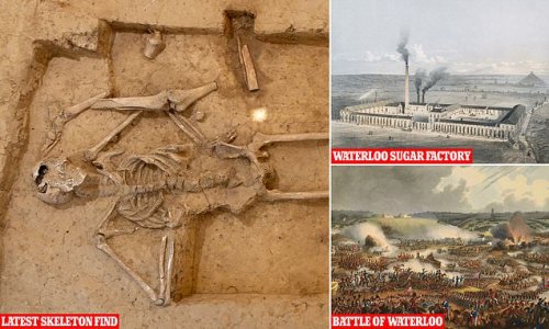 EXCLUSIVE: Have historians finally solved mystery over why only TWO skeletons have ever been found at Battle of Waterloo? Experts say bones of 20,000 British and French soldiers were ground down and used to make white sugar