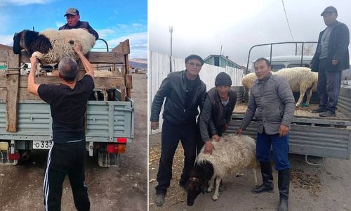 Lambs to the slaughter: Families of Russian men being called up to fight Putin's Ukraine war are being bribed with a SHEEP each