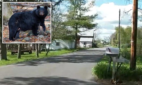 Woman, 34, is hospitalized after being attacked by a black bear when she went to check her mail outside her New Jersey home