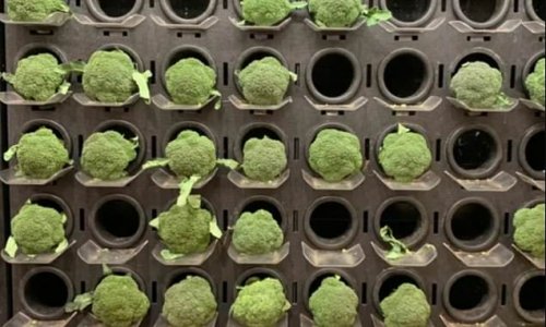 Bizarre Woolworths broccoli display leaves shoppers baffled: 'It's like they had to figure out what to do with the wall'