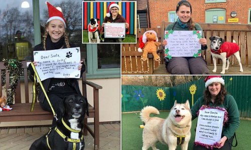 Unwanted dogs share their letters to Santa in hopes of finding a loving home this Christmas