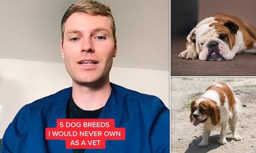 Vet reveals five dog breeds he would NEVER own - including ‘aloof’ Chow Chows, pain-prone sausage dogs and King Charles Spaniels because they often have heart problems