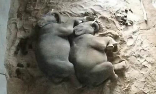 Elephant brothers filmed cuddling as they sleep at Sydney Zoo