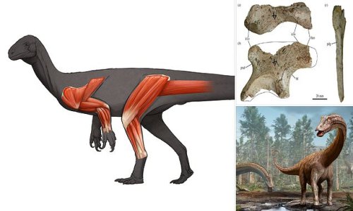 Diplodocus ancestor ran on its back legs grasped food in its forelimbs