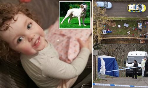 Tragic four-year-old Alice Stones was killed by new family dog in savage garden attack, police confirm: Officers probe 'tragic isolated' mauling by 'American bulldog' as devastated little girl's family pay tribute