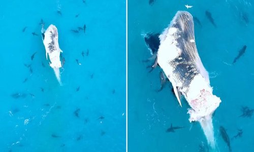 Mesmerising drone footage captures dozens of sharks feeding off the dead carcass of a humpback whale off the coast of Australia