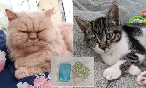 Man, 44, who targeted and poisoned his neighbours' cats is handed suspended jail term in landmark case