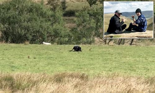Is a PANTHER on the loose in the Peak District? Camper says his mobile phone has captured big cat feeding on dead sheep
