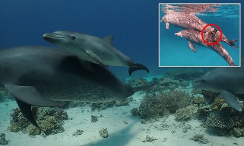 The coral will see you now! Dolphins form orderly queues to use coral as medicine for skin ailments, study reveals