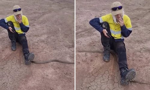 Hair-raising moment deadly eastern brown snake slithers past an unfazed tradie taking a smoker's break