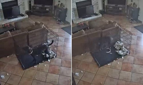 Woman shares bizarre footage of 'ghost' removing dog's collar