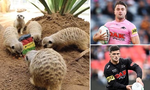 NRL grand final winner is decided by MEERKATS as players reveal their strange pre-game rituals - including the disgusting eating habit of a Penrith player