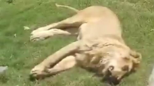 Man is mauled to death and EATEN by pet lion days after buying the beast to keep in his back garden