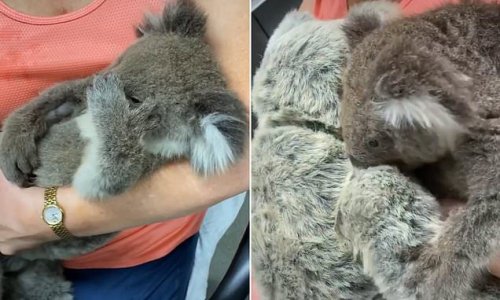 Touching moment vet hands a plush teddy bear to a koala lost mother in the Australian bushfires