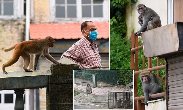 Thousands of marauding monkeys terrorise Indian city with attacks on tourists and farms