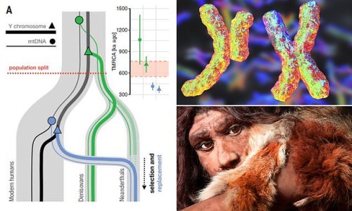 Y-ped out: Neanderthal male sex chromosomes were gradually ERADICATED by 'superior' modern human genes which spread after interbreeding between the two species more than 100,000 years ago