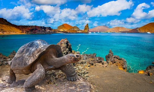 The Galapagos Islands May Be A Trek - But Nowhere In The World Has Such ...