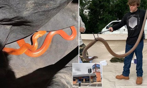 Now eastern brown snakes are ORANGE: One of the world's most venomous reptiles is spotted looking very different as it slithers out of a shopping centre carpark