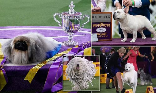 Pampered pups vie for best in show at the Westminster dog show finals