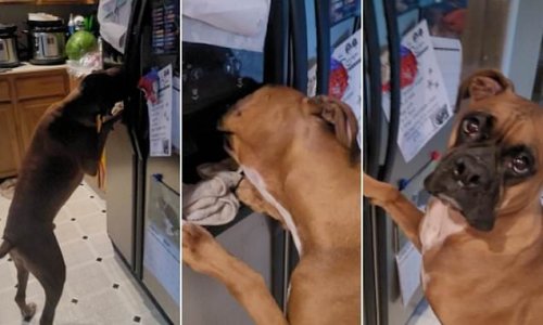 Moment boxer dog Walter caught drinking from fridge water dispenser