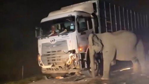 Heartbreaking moment mother elephant tries to move truck that killed her calf as the infant lies dead under its wheels in Malaysia