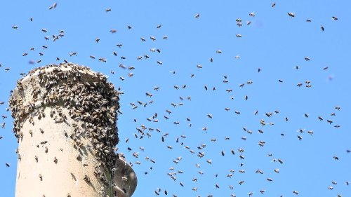 Locals are trapped by 'monsoon' of bees as a MILLION swarm around their homes