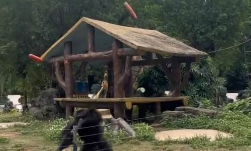 Going ape! Chimp throws bottle in Chinese zoo visitor’s face while she’s filming it