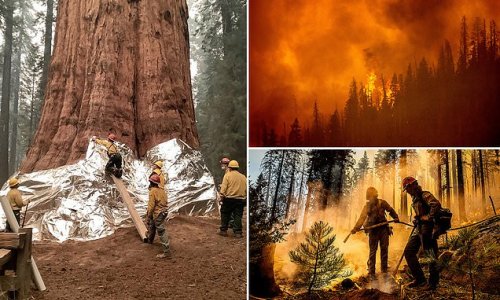 Firefighters battle to protect sequoia including 275ft General Sherman
