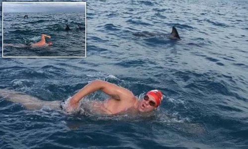 Dolphins to the rescue: British swimmer is SAVED from 6ft shark after brave pod of mammals form protective circle around him off the coast of New Zealand