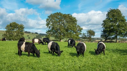M&S, Ocado and Waitrose are latest supermarkets to back British beef