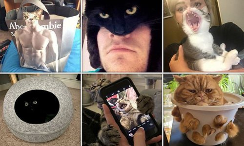 Cat lovers share pictures of their felines being unintentionally funny
