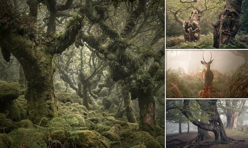 England - or Middle-earth? Photographer captures magical ancient woodlands in a mesmerising set of images