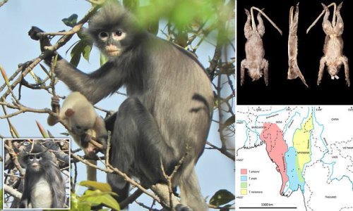 Meet the 'nearly extinct' Popa langur: New monkey species is discovered on Myanmar volcano - but there are already less than 250 left in the world
