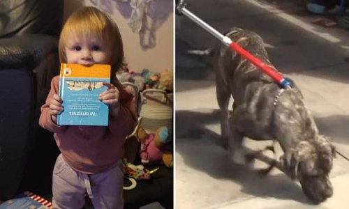 Calls grow for dangerous dog breed to be banned in Australia after toddler is bitten on the face by family pet