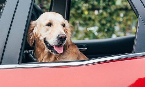 Pet expert reveals 10 top tips for travelling with dogs - from making sure to pack extra treats to maintaining a mutt-friendly routine